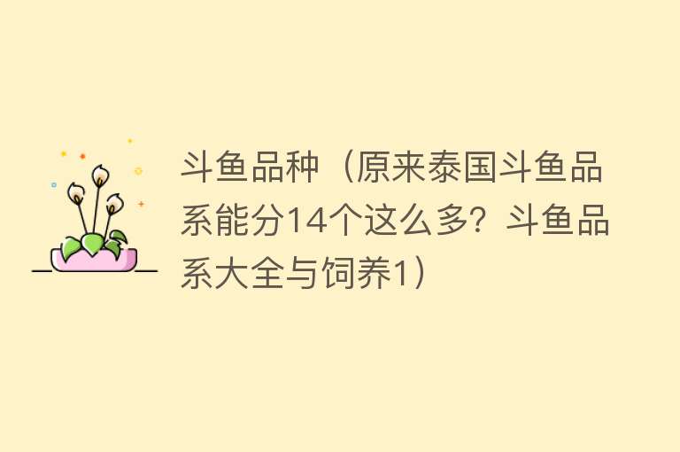 斗鱼品种（原来泰国斗鱼品系能分14个这么多？斗鱼品系大全与饲养1）