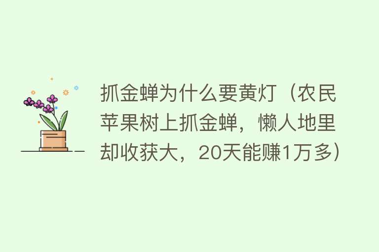 抓金蝉为什么要黄灯（农民苹果树上抓金蝉，懒人地里却收获大，20天能赚1万多）