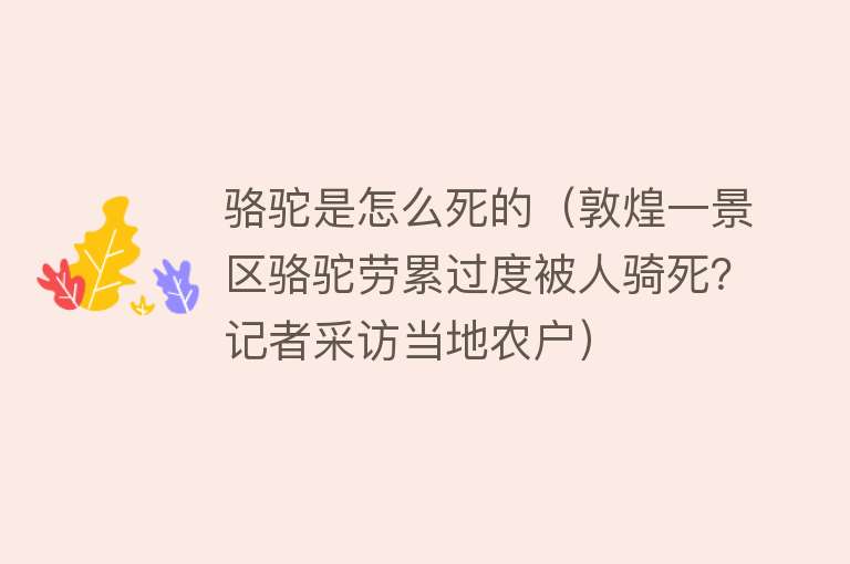 骆驼是怎么死的（敦煌一景区骆驼劳累过度被人骑死？记者采访当地农户）