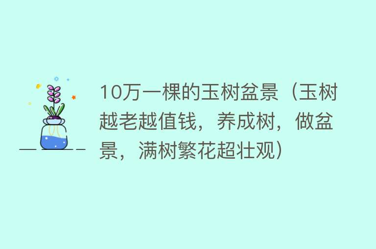 10万一棵的玉树盆景（玉树越老越值钱，养成树，做盆景，满树繁花超壮观） 