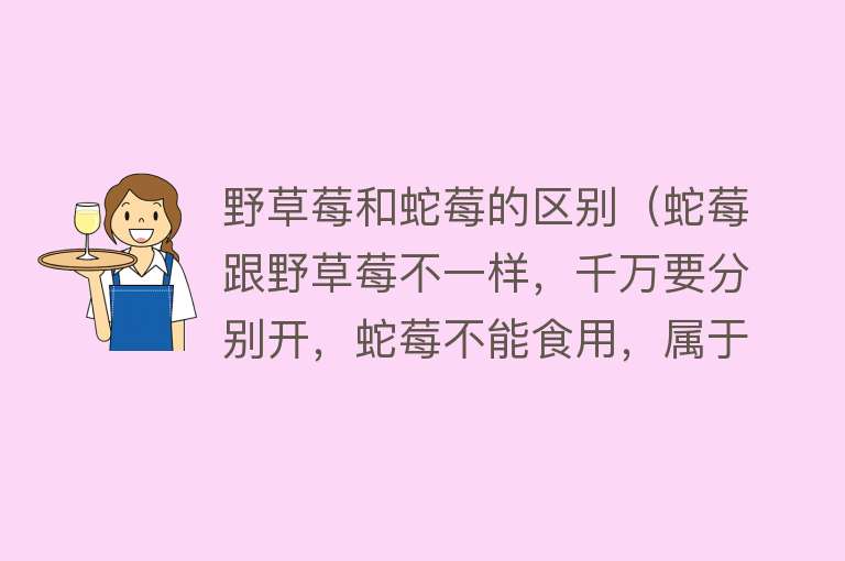 野草莓和蛇莓的区别(蛇莓跟野草莓不一样,千万要分别开,蛇莓不能食用,属于药草)