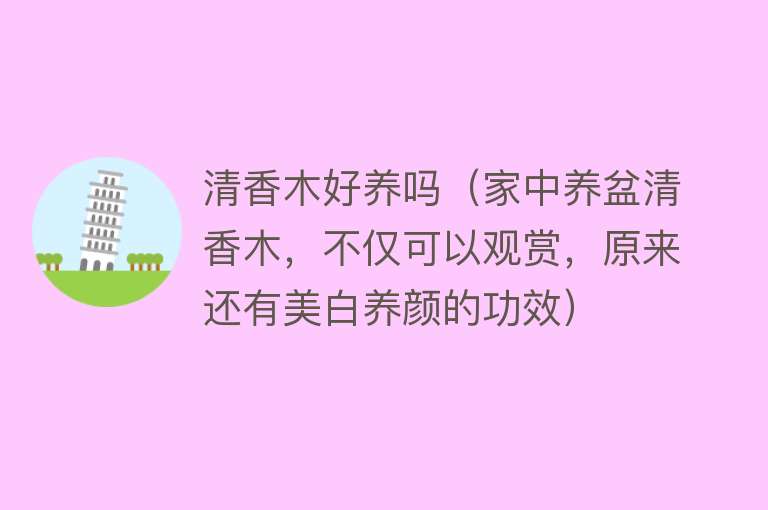 清香木好养吗（家中养盆清香木，不仅可以观赏，原来还有美白养颜的功效）