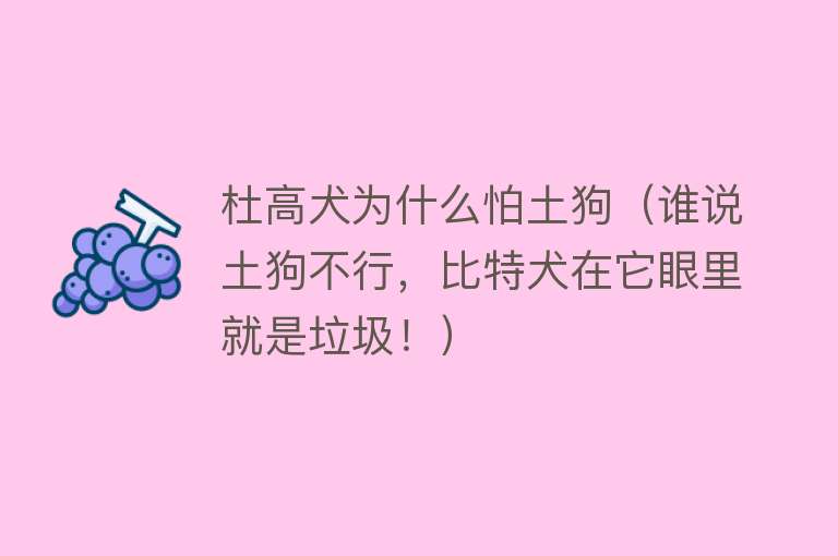杜高犬为什么怕土狗（谁说土狗不行，比特犬在它眼里就是垃圾！） 