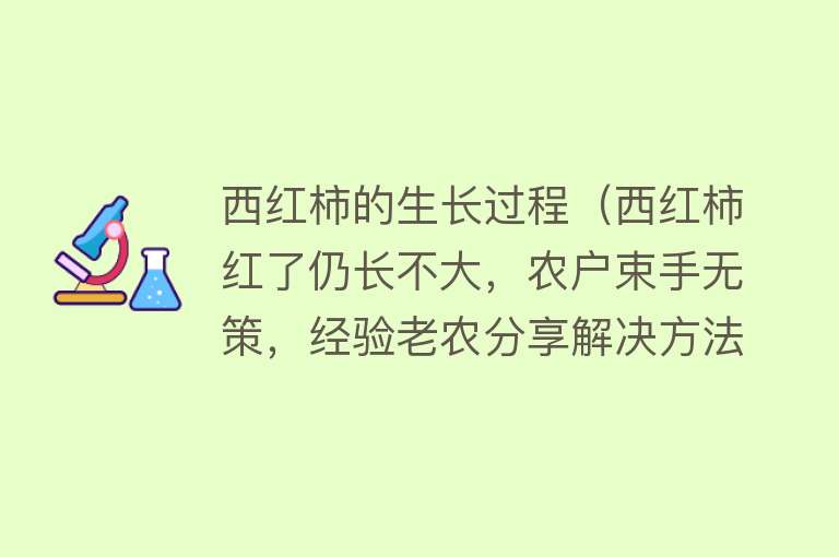 西红柿的生长过程（西红柿红了仍长不大，农户束手无策，经验老农分享解决方法） 