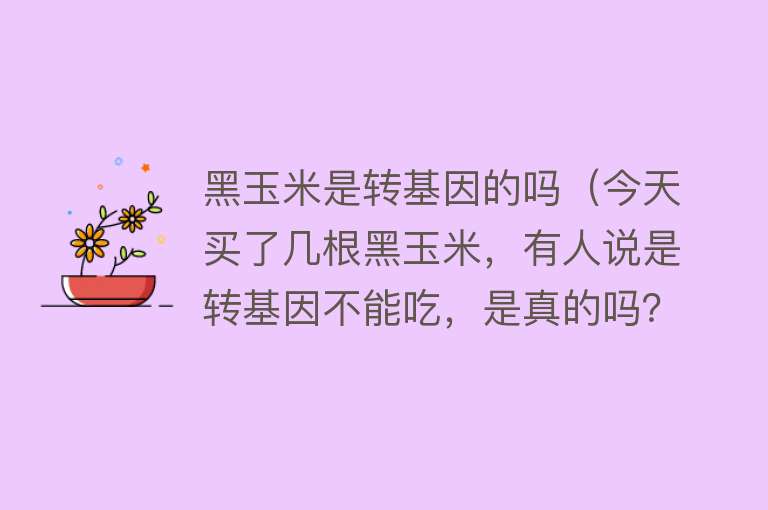 黑玉米是转基因的吗（今天买了几根黑玉米，有人说是转基因不能吃，是真的吗？）