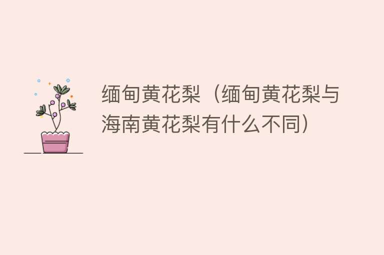 缅甸黄花梨(缅甸黄花梨与海南黄花梨有什么不同)