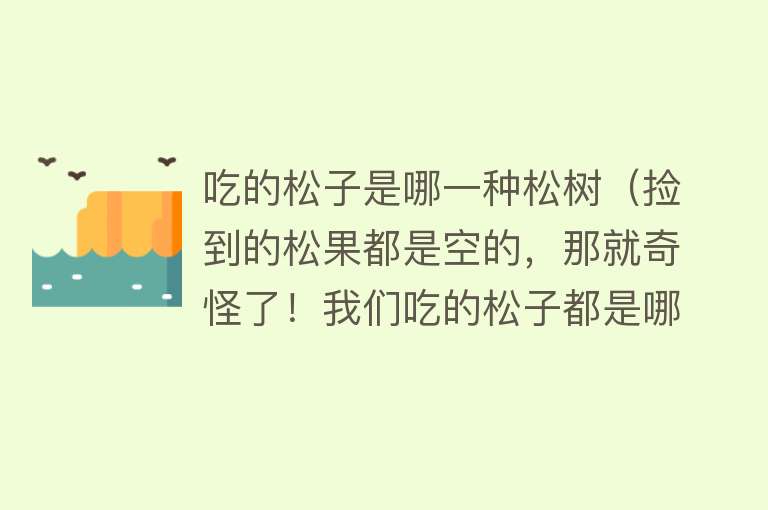 吃的松子是哪一种松树（捡到的松果都是空的，那就奇怪了！我们吃的松子都是哪来的呢？） 