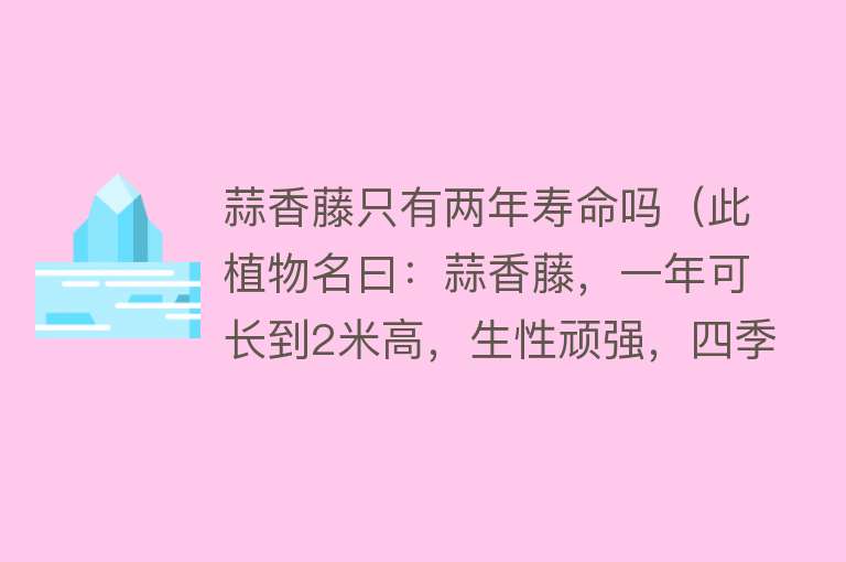 蒜香藤只有两年寿命吗（此植物名曰：蒜香藤，一年可长到2米高，生性顽强，四季花开不断） 