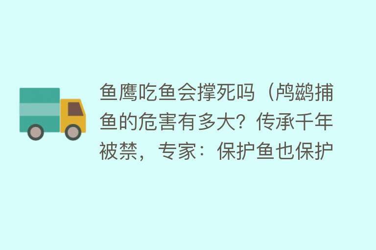 鱼鹰吃鱼会撑死吗（鸬鹚捕鱼的危害有多大？传承千年被禁，专家：保护鱼也保护鸟） 