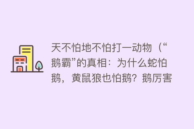 天不怕地不怕打一动物（“鹅霸”的真相：为什么蛇怕鹅，黄鼠狼也怕鹅？鹅厉害在哪？） 