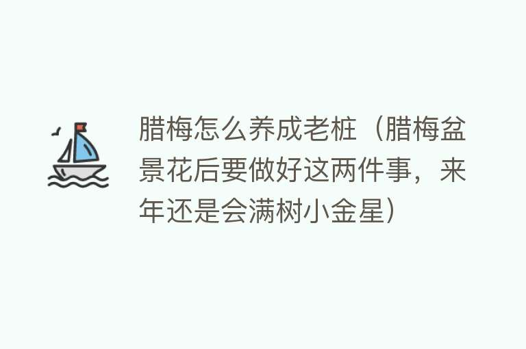 腊梅怎么养成老桩（腊梅盆景花后要做好这两件事，来年还是会满树小金星） 