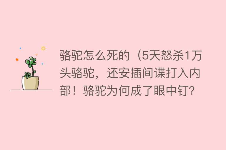 骆驼怎么死的（5天怒杀1万头骆驼，还安插间谍打入内部！骆驼为何成了眼中钉？）