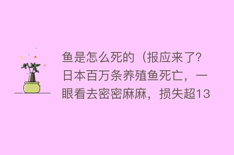 鱼是怎么死的（报应来了？日本百万条养殖鱼死亡，一眼看去密密麻麻，损失超13亿）