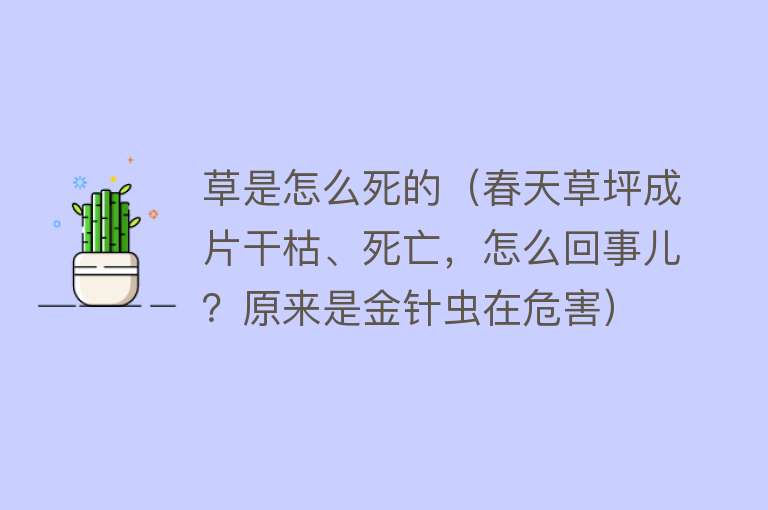 草是怎么死的（春天草坪成片干枯、死亡，怎么回事儿？原来是金针虫在危害）