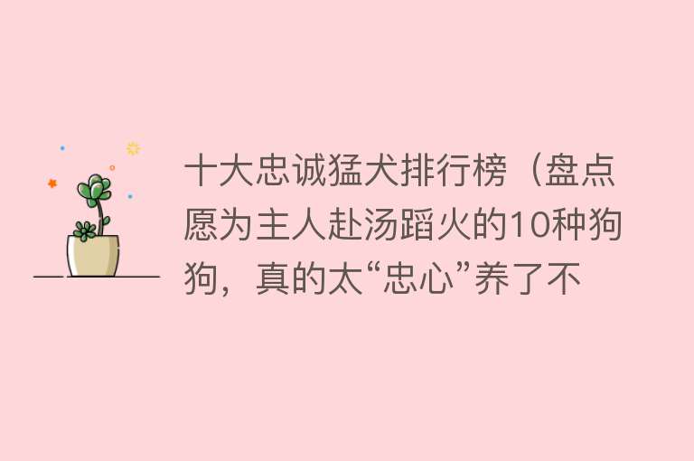 十大忠诚猛犬排行榜（盘点愿为主人赴汤蹈火的10种狗狗，真的太“忠心”养了不后悔）